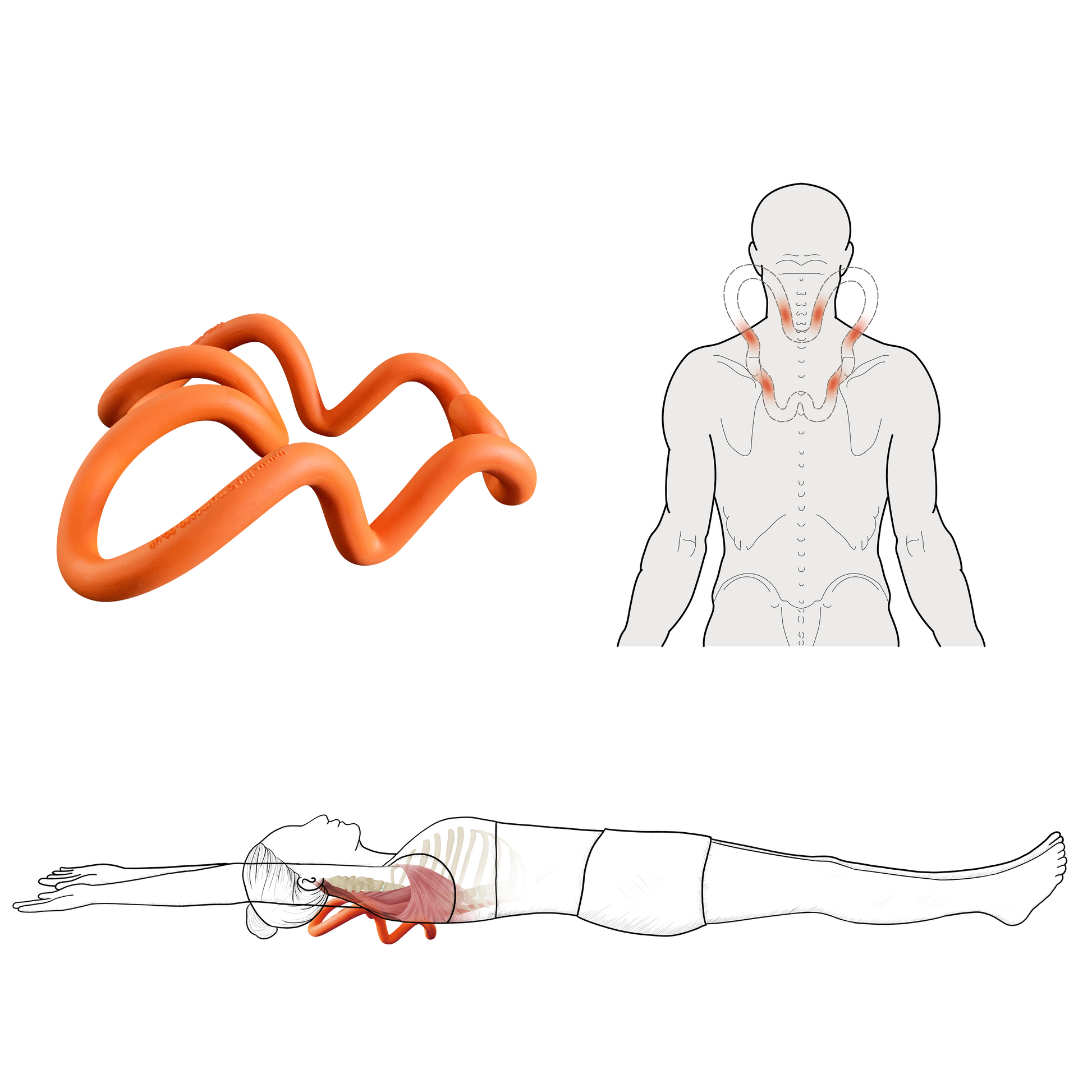 While stretching out a bend-forward upper back and middle back, six peak point smoothly release the muscles tension attached to shoulder blade, such as Trapezius, Rhomboids, Levator Scapula, Latissimus Dorsi . It works all areas of the scapula so that tension in one area isn’t released at the expense of another