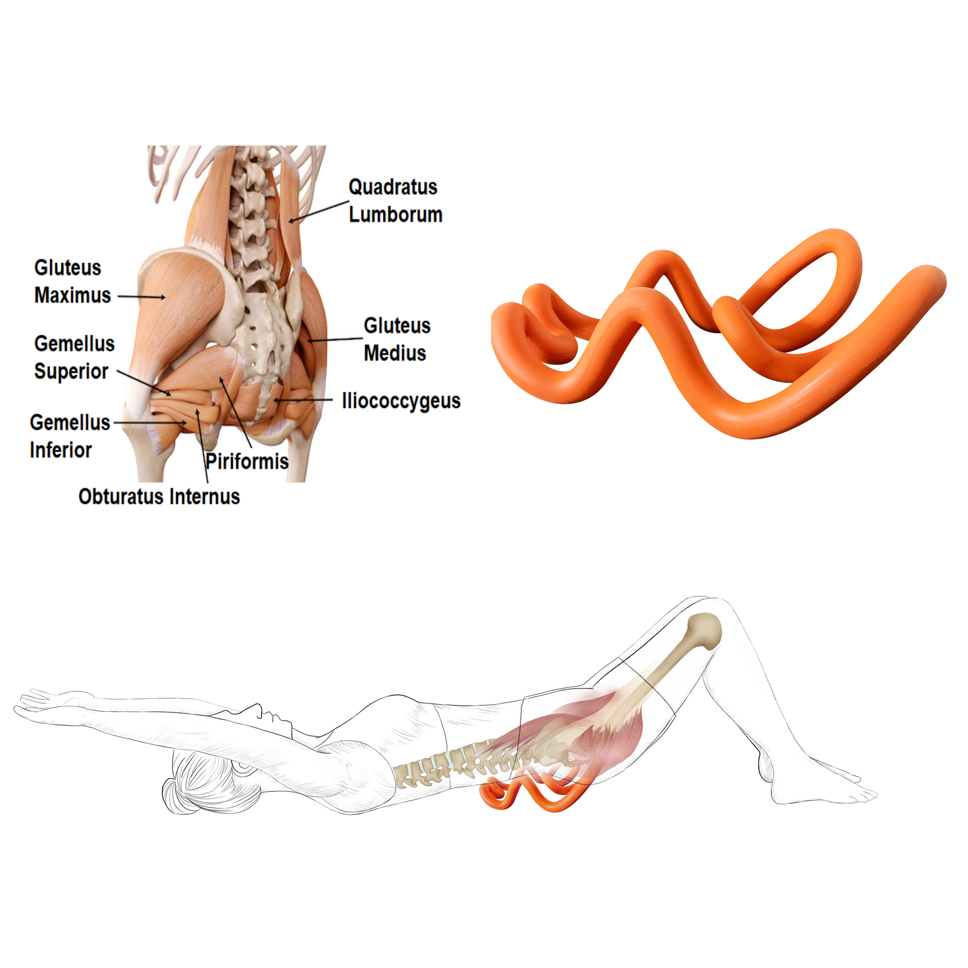 Quadratus Lumborum Release